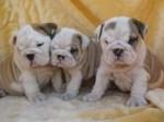 English Bulldog - Englische Bulldogge We