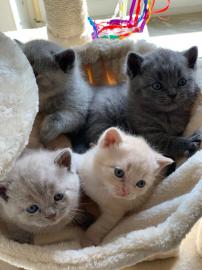 Wundersch?ne Reinrassige BKH Katzen