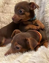 Jack Russell Welpen WhatsApp @ +43681203