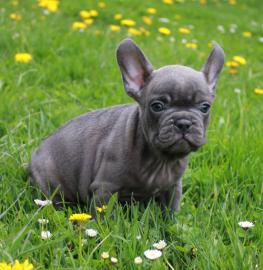 Franz�sische Bulldogge Welpen mit Papie