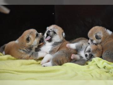 Reinrassige Akita Welpen