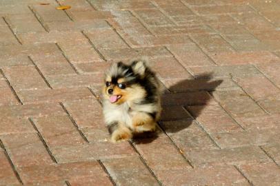 Zwergspitz/ Pomeranian Welpe