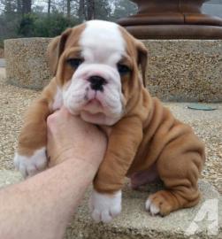 Englische bulldogge Welpen blue. 