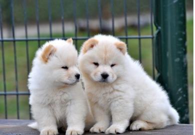Reinrassiger Chow Chow Welpen