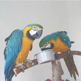 Blauer und gelber Ara-Papagei. Ara