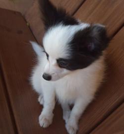Sch?ne Papillon Welpen