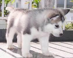 Siberian Husky Welpen sanft