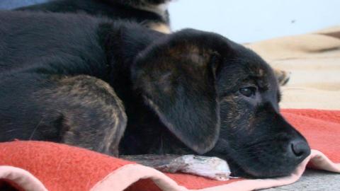 Welpe Retriever Sch�fer Mischling