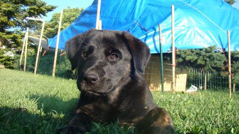 Welpe Retriever Sch�fer Mischling