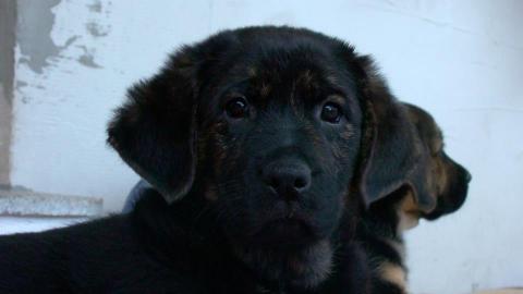 Welpe Retriever Sch�fer Mischling