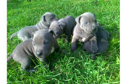 TOP American- Pitbull- Blue- Line- Welpe