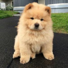 Chow Chow Welpen VDH/FCI