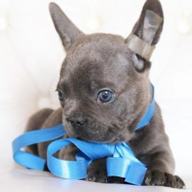 Franz?sische Bulldoggen Welpen zu verkau