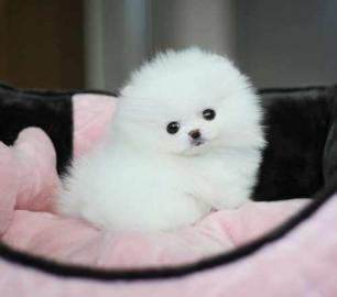 Mini Pomeranian Zwergspitz welpen. 