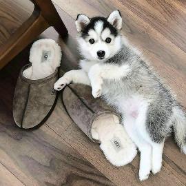 Reinrassige Siberian Husky Welpen. . . 