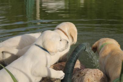 Labrador Retriever Welpen 11 Wochen brau