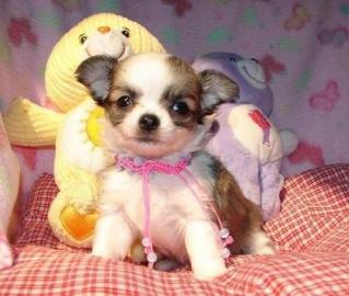 Bildh�bsche Chihuahua Welpen