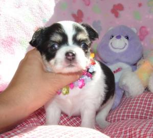 s��e chihuahua Babys