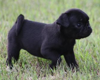 Mops Welpe der Extraklasse mit Papiere 1