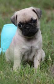 Mops Welpe der Extraklasse mit Papiere 1