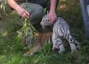 Baby Tigerbabys zum Verkauf. 