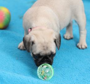 Mops Welpen sehr s??e und liebevolle Mop