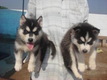Sibirische Husky Welpen