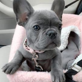 Franz?sische Bulldoggen Welpen,. 