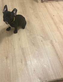 Franz?sische Bulldoggen Welpen,. 