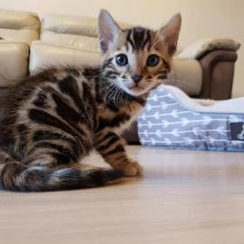 Baby kitten mit papieren