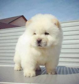 Chow Chow Welpen whatsapp nummer +436811