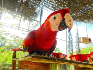 Scarlet Ara Papageien zum Verkauf