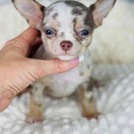 Chihuahua-Welpen zur Vermittlung