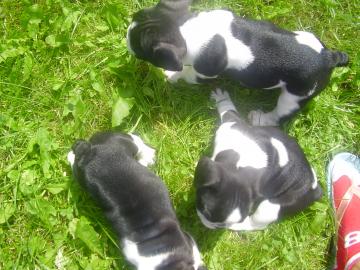 franz�sische bulldogge