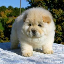 Charmante Chow-Chow-Welpen