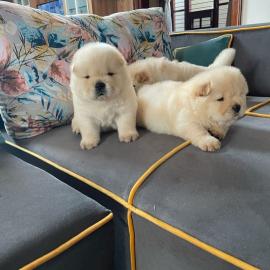 Charmante Chow-Chow-Welpen