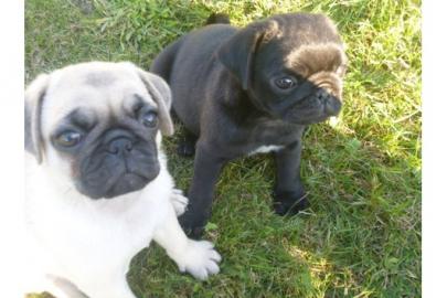 Wundersch�ne Mini Mops Welpen Schwarz Un