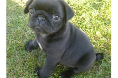 Wundersch�ne Mini Mops Welpen Schwarz Un