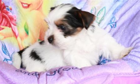 ++Biewer Yorkshire Terrier Welpen ++