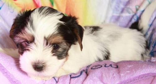 ++Biewer Yorkshire Terrier Welpen ++