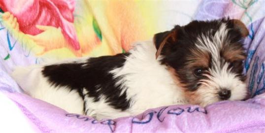 ++Biewer Yorkshire Terrier Welpen ++