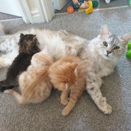 Maine Coon Babys Kitten mit Papieren zu