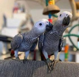 Amazon Papageien zum Verkauf angeboten