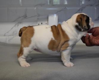 Englisch Bulldogge Welpen zur Verf?gun
