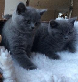 Britisch Kurzhaar K�tzchen