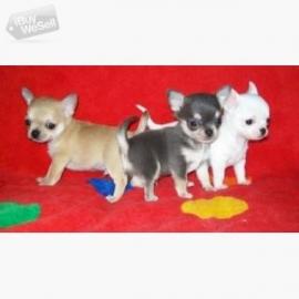 Super s??e MINI chihuahua welpen mit Pap