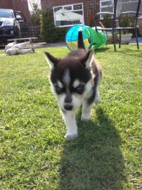 1 m�nnlich 1 weiblich ein Siberian Husky