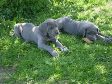 Deutsche Doggen Welpen mit DDC Papieren
