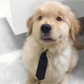 Sch�ne golden retriever-Welpen f�r die R