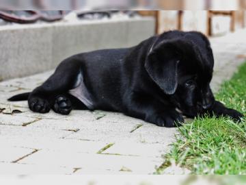 wunderschoene labradorwelpen suchen neue